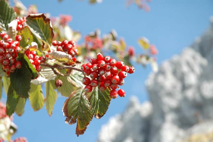 Sorbus aria